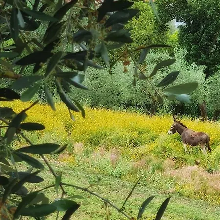Apartman Casa Della Lettera In Con Giardino *